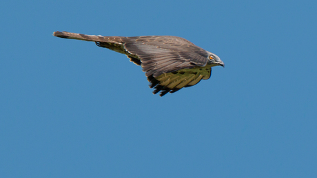 De wespendief in volle vlucht