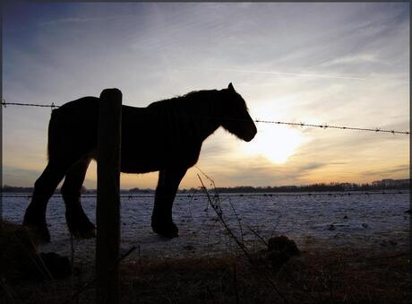 Knol in tegenlicht