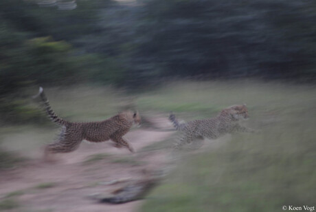 Spelende cheetahs