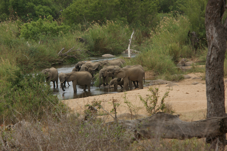 kudde olifanten bij een poel