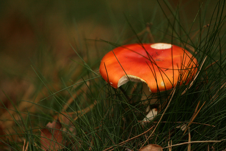 Een kleurrijke paddestoel