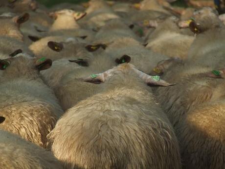 Kudde Veluws Heideschapen