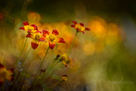 Autumn colours