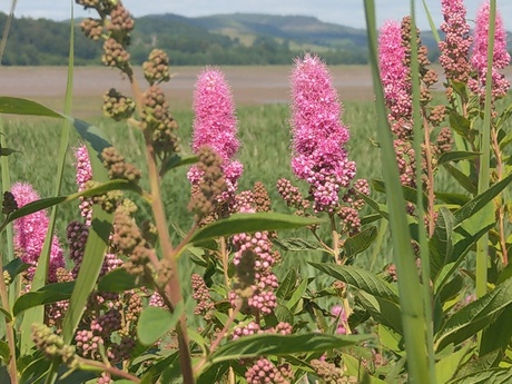 Schotland Bloemen