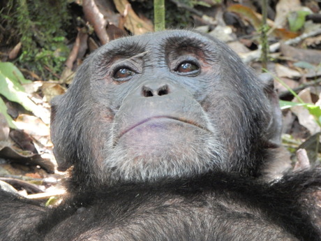 sommigen rennen zich het apenzuur en sommigen niet....uganda