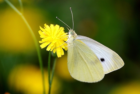 Klein geaderd witje.