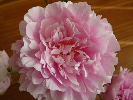 Pink Ribbon Klaproos voor Marjon