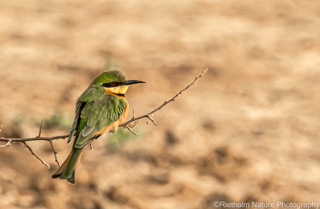 Little bee-eater-Dwerg bijeneter