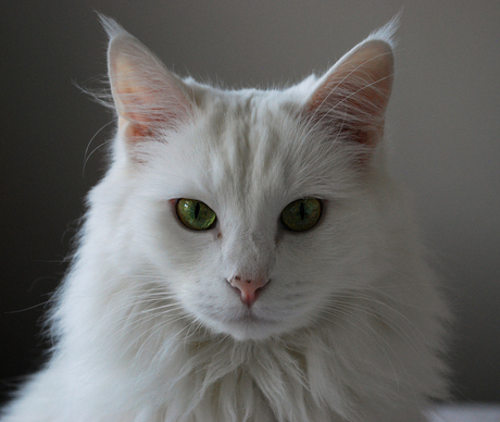 Witte kat