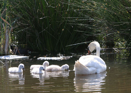 Nieuw leven in Vathorst
