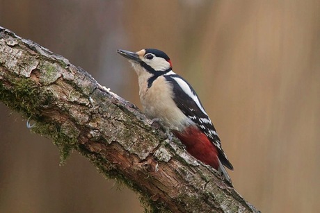 Grote Bonte Specht