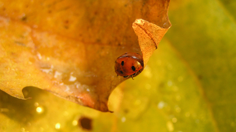 Herfstwandeling