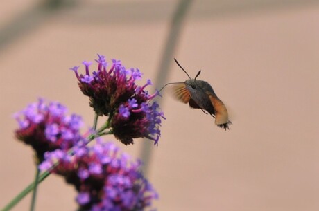 kolibrie vlinder