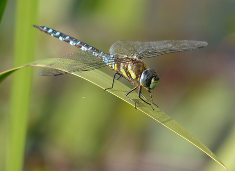 Aeshna Mixta.