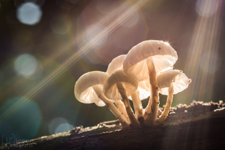 Porseleinzwammen met tegenlicht