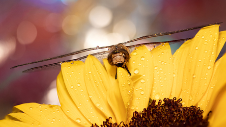 Libel op zonnebloem