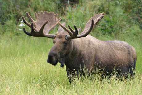 Moose