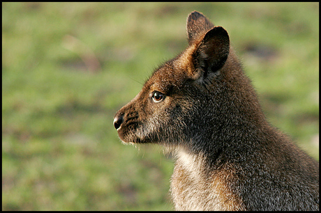 wallabie1