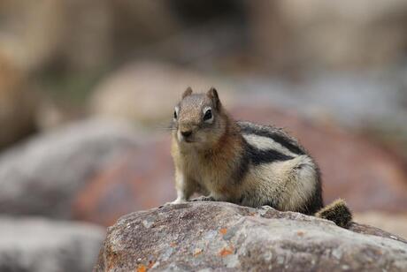 Chipmunk