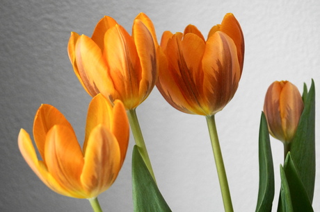 Tulpen