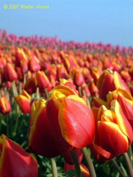 Tulpen op Texel