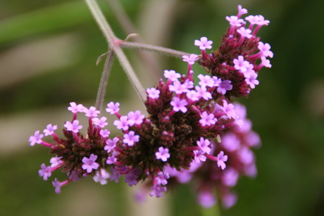 Bloem Engelse tuin