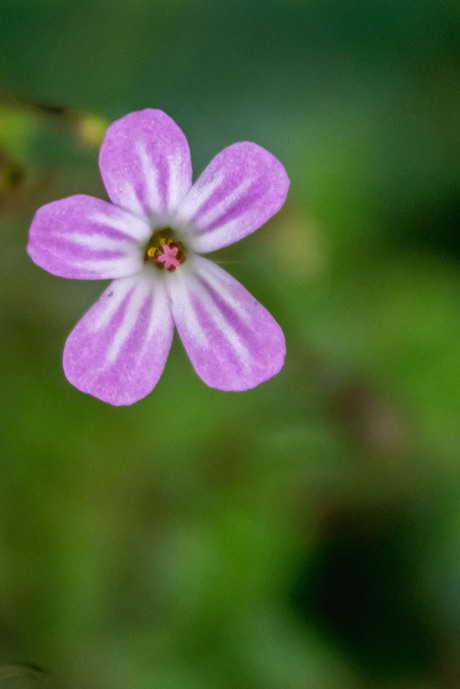 Lief bloemetje