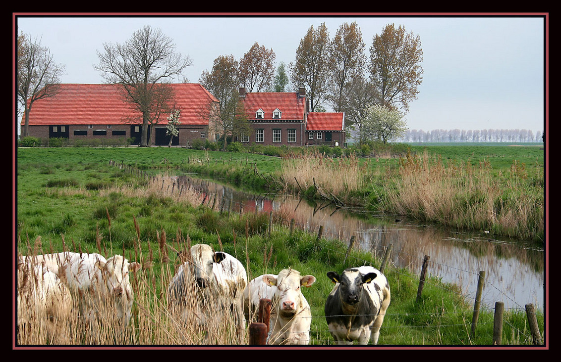 boerderij - foto van dikken - Zoom.nl