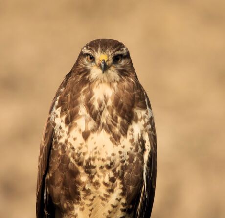 Buizerd