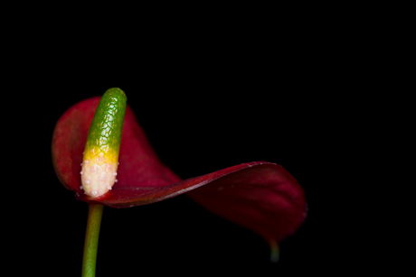 Flamingoplant