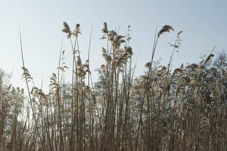 Riet