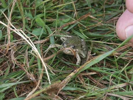 kikkertje, met een vinger van mijn vrouw omde grootte aan te geven