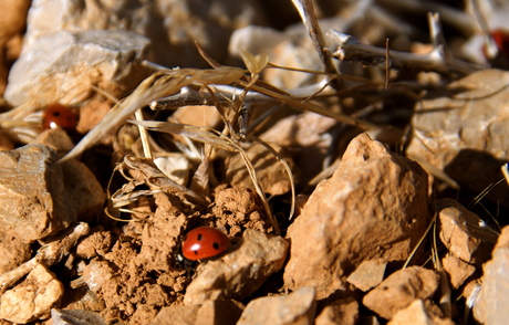 Lieveheersbeestjes (Golan-hoogte Israël)