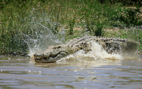 Krokodil die een duik neemt.