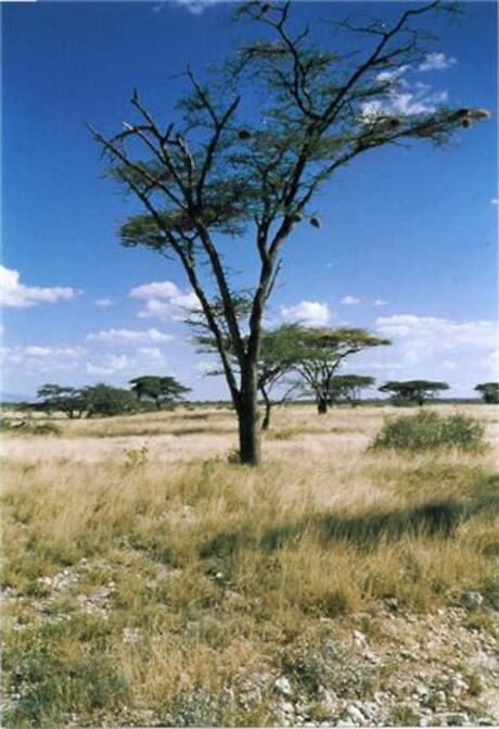 Acacia - Samburu Kenya