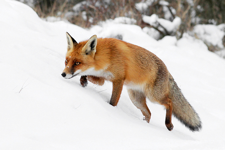 Fox on the Hunt