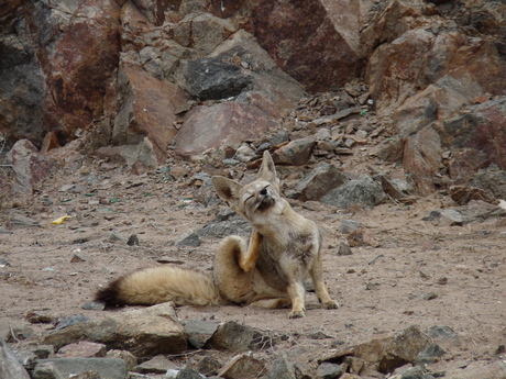 Atacama woestijn