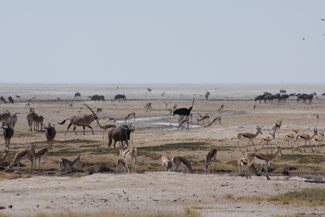 Afrikaans landschap vol verschillende dieren