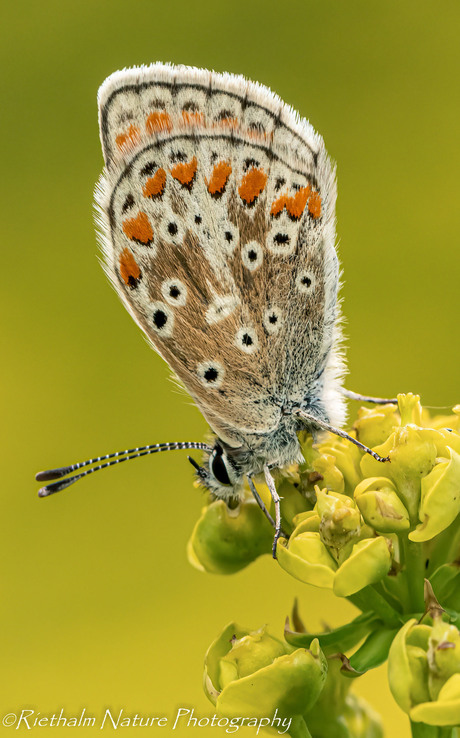 blauwtje-vlinder