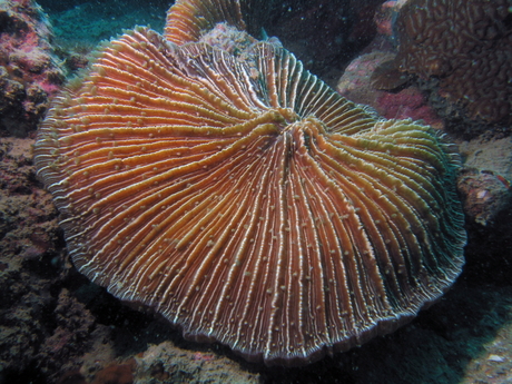 Fungia scruposa