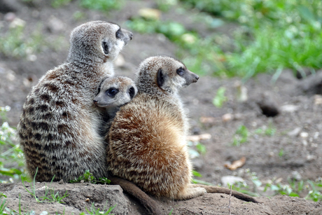 lief gezinnetje