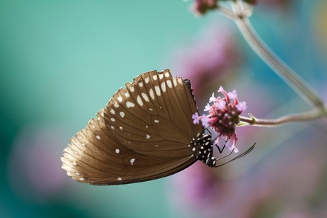 vlinder mooie achtergrond