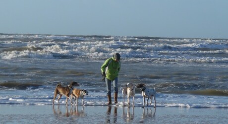 Strand Bakkum met de honden
