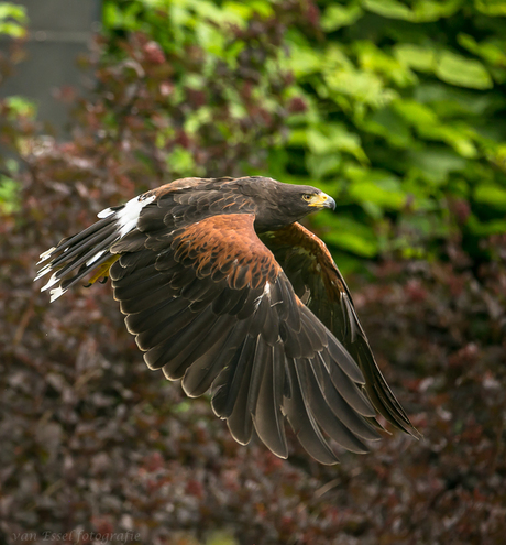 Woestijnbuizerd In vlucht.