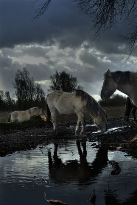 Konikpaarden na de storm