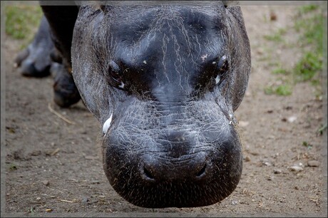 Dwerg nijlpaard