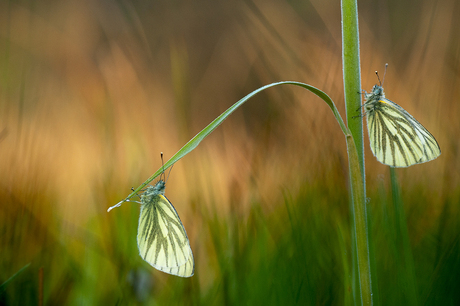 witjes