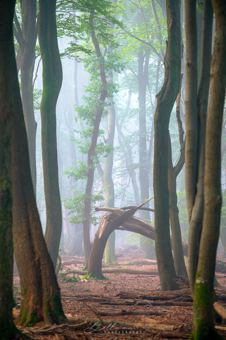Tree in the mist - Tijdens een zeer mistige ochtend in het Speulderbos kwam ik deze dansende boom die iets te veel gedanst heeft... - foto door bettmanphotography op 15-10-2020 - deze foto bevat: lucht, wolken, zon, strand, zee, water, dijk, vuurtoren, tulpen, panorama, lente, natuur, licht, boot, herfst, sneeuw, winter, kasteel, avond, zonsondergang, vakantie, ijs, spiegeling, landschap, mist, heide, duinen, bos, tegenlicht, zonsopkomst, bomen, kerk, storm, zand, bergen, meer, haven, pier, maan, brug, rivier, molen, nacht, kust, polder, hdr, lange sluitertijd