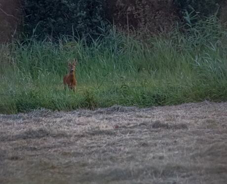 Gespot door de ree bok