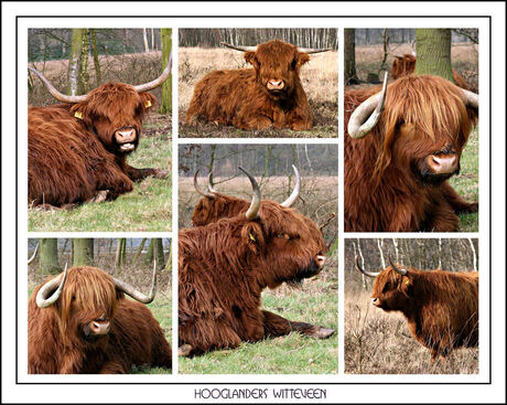 Hooglanders in het Witteveen